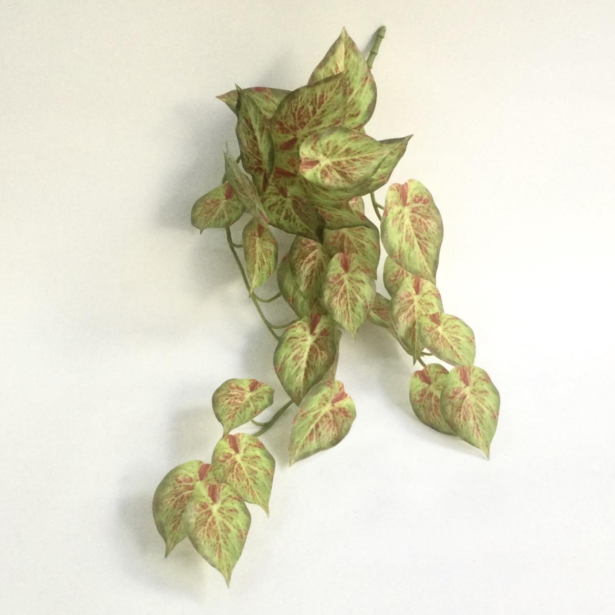 Сингониум для интерьера, -салатовый, 52 см