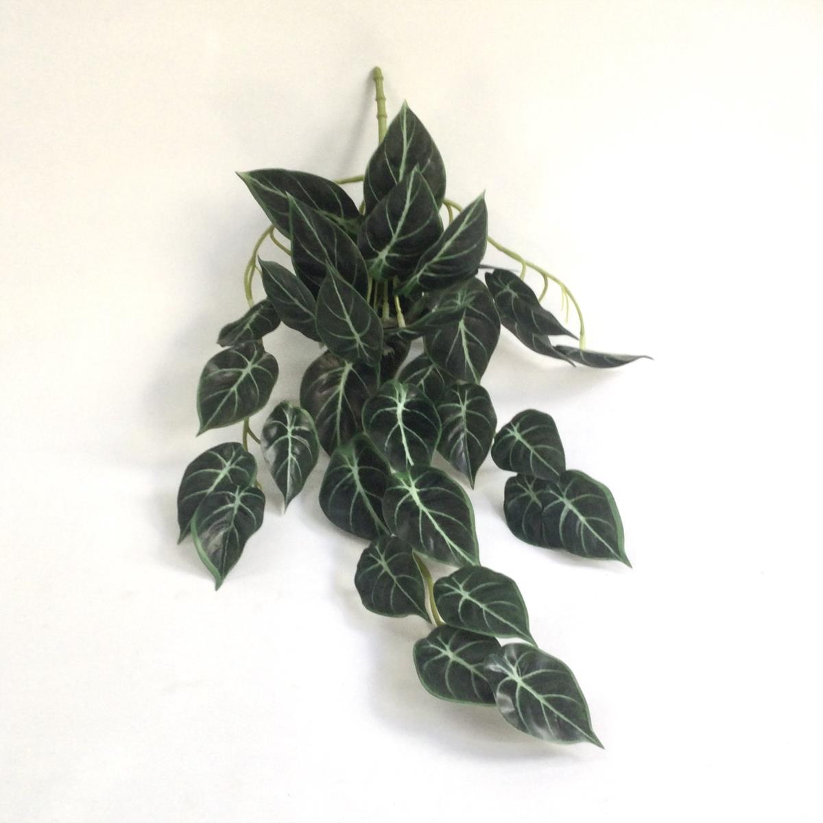 Аллоказия для интерьера, темно-зелёный 60 см